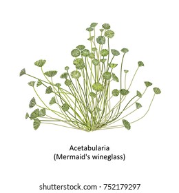 Hand Drawn Vector Illustration Of Colorful Sea Weed Acetabularia Or Mermaid's Wineglass, Genus Green Algae. Isolated On White Background With Text