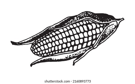 Hand drawn vector illustration of corn