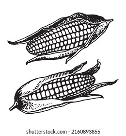 Hand drawn vector illustration of corn set