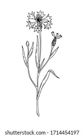 Hand drawn vector illustration of a cornflower isolated on white. Meadow plant drawing in a sketch style
