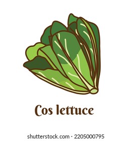 Hand drawn vector illustration of cos lettuce, Romaine lettuce isolated on white background.