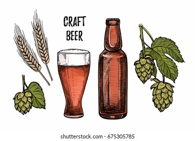 Hand drawn vector illustration - Craft beer (malt, hop, glass, bottle). Octoberfest. Alcoholic beverages. Design elements in engraving style. Perfect for invitations, cards, posters, prints