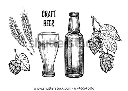 Hand drawn vector illustration - Craft beer (malt, hop, glass, bottle). Octoberfest. Alcoholic beverages. Design elements in engraving style. Perfect for invitations, greeting cards, posters, prints