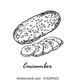 Hand drawn vector illustration of cucumbers isolated on wh