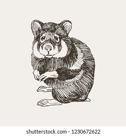Hand drawn vector illustration of a cute hamster, isolated on a simple background.