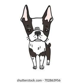 Hand drawn vector illustration of cute boston terrier dog. Cartoon black and white colored puppy isolated portrait. Could be used as logo, icon, book picture.