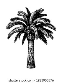 Hand Drawn Vector Illustration Of Date Palm Tree. Ink Sketch Isolated On White Background. Retro Style.