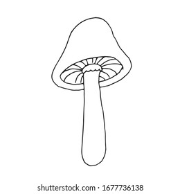 Handgezeichnete Vektorillustration Illustration von dekorativem Pilz. Schwarze Umrisse einzeln auf Weiß. Doodle-Stil. Bild für Farbbuchdesign, saisonale Karten, Bücher und andere gedruckte Materialien.