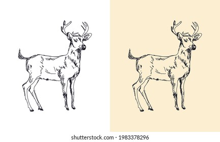 Ilustración vectorial dibujada a mano del ciervo
