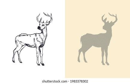 Hand drawn vector illustration of deer