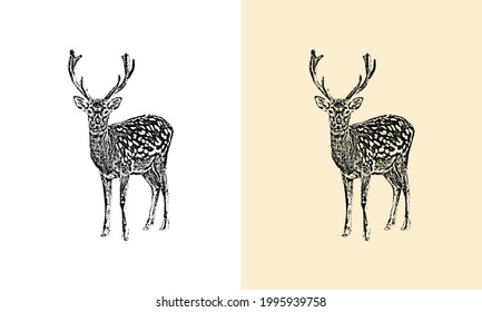Ilustración vectorial dibujada a mano del ciervo