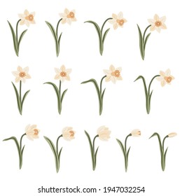 hand drawn vector illustration with delicate spring daffodils isolated on the white background