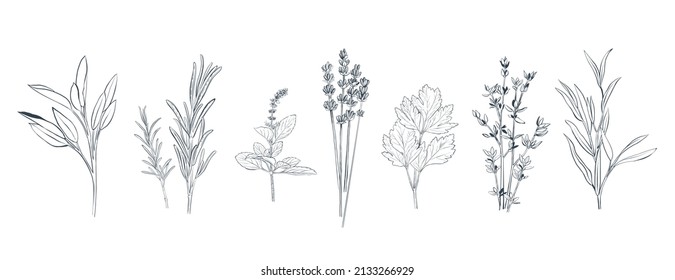 Hand drawn vector illustration of different culinary herbs and spices. Rosemary, thyme, lavender, basil, tarragon etc