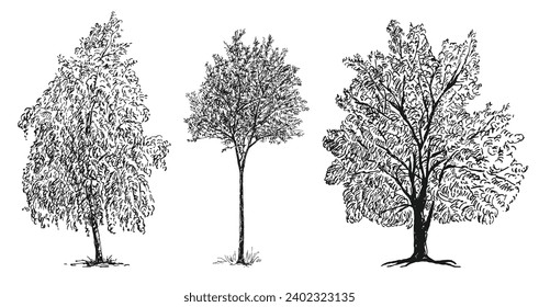 Hand drawn vector illustration of different deciduous trees silhouettes with foliage isolated on white background
