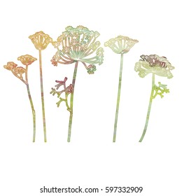 Hand drawn vector illustration of dill or fennel flowers and leaves. White and watercolor like floral outlines on white background.
EPS 8 stock vector.

