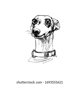 Hand drawn vector illustration of dog, line art, sketch art, isolated on white background  EPS10