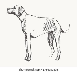 Hand drawn vector illustration of a dog. Realistic sketch
