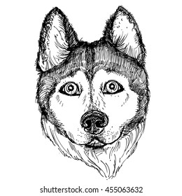 Hand drawn vector illustration of dog husky. sketch. Vector eps 8