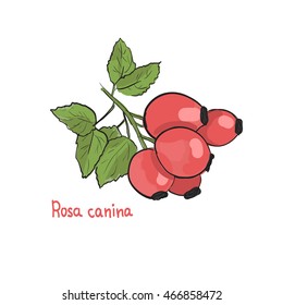 Hand drawn vector illustration of  dogrose or rosa canina hips. Picture of medicinal plant. Red berries with green leaves. Unique cosmetic ingredient.