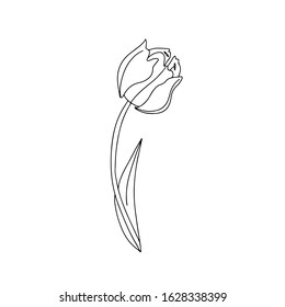 Hand drawn vector illustration doodle of  tulip  with buds, leaves isolated on white background. Floral elements for greeting card, women day, mother day, textile, print, banner, invitation, flyer
