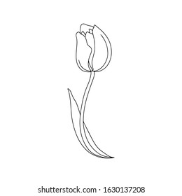 Hand drawn vector illustration doodle of  tulip  with buds, leaves isolated on white background. Floral elements for greeting card, women day, mother day, textile, print, banner, invitation, flyer