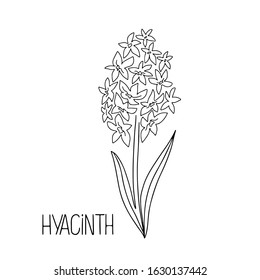 Hand drawn vector illustration doodle of  hyacinth flower, lettering isolated on white background. Floral elements for greeting card, women day, mother day, textile, invitation, coloring book
