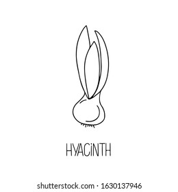 Hand drawn vector illustration doodle of  hyacinth bulb, lettering isolated on white background. Floral elements for greeting card, women day, mother day, textile, invitation, coloring book