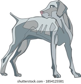 Hand drawn vector illustration or drawing of a Weimaraner dog