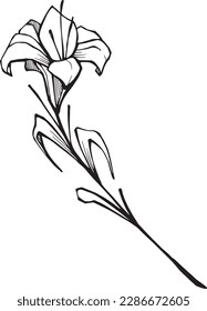 Hand drawn vector illustration or drawing of a Lily