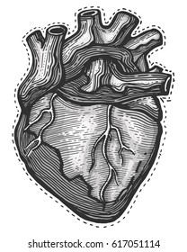Hand drawn vector illustration or drawing of a Human heart 