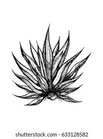 Hand drawn vector illustration or drawing of a maguey plant