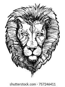 Hand drawn vector illustration or drawing of a lion head