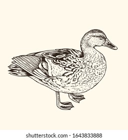 Hand drawn vector illustration of duck. Vintage sketch of animal in the wild nature 