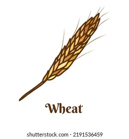 Hand drawn vector illustration of ears of wheat isolated on white background.
