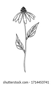 Hand drawn vector illustration of an Echinacea isolated on white. Meadow plant drawing in a sketch style