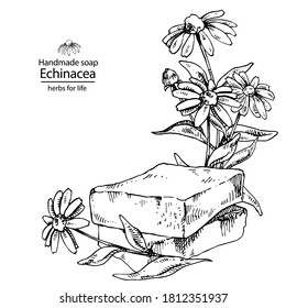 Hand drawn vector illustration of echinacea flowers and hand made soap. Engraved medicinal herb for cosmetics, medicine, treating, aromatherapy, package design healthcare