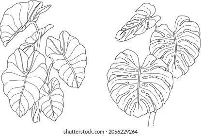 Hand drawn vector illustration Elephant Ear Plant   Swiss Cheese Plant in Black   white