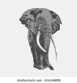 Hand drawn vector illustration of elephant, isolated on gray background