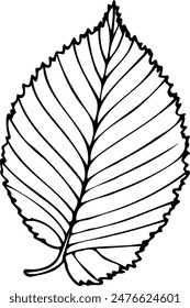 Hand drawn vector illustration elm leaf in line art style isolated on a white background.