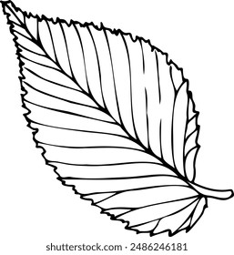 Hand drawn vector illustration of elm leaf in line art style isolated on a white background.