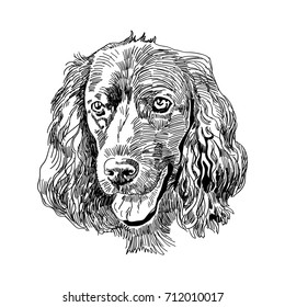 Hand drawn vector illustration English Cocker Spaniel. Sketch style dog. Realistic Symbol of 2018 new year. Animal portrait.