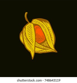 Hand drawn vector illustration - engraving of physalis.