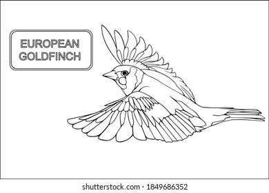 Hand drawn vector illustration of a EUROPEAN GOLDFINCH

