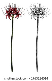 Hand drawn vector illustration. Exotic plant Spider lily. Lycoris tropical flower. Colored and outline clipart isolated on white. Vintage botanical element for design, postcard, print, decor, sticker.
