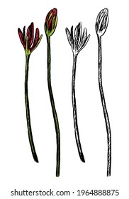Hand drawn vector illustration. Exotic plant Spider lily. Lycoris unblown flowers. Colored and outline clipart isolated on white. Tropical botanical element for design, postcard, print, decor, sticker