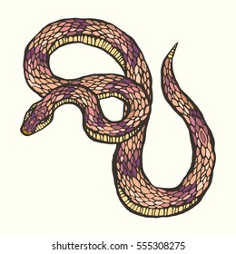 Hand drawn vector illustration of the exotic snake