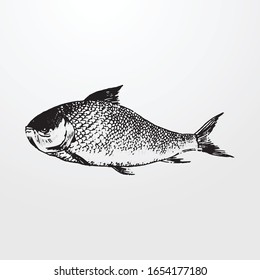 Hand drawn vector illustration of fish isolated on white background - Hand drawn vector fish - Fishes sketch vector isolated icon.