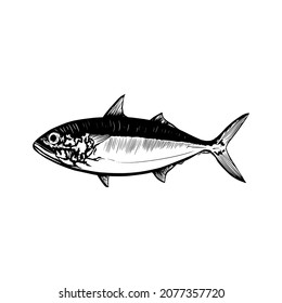 Hand drawn vector illustration of fish isolated on white background.