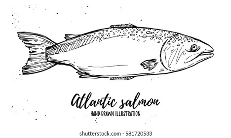 Hand drawn vector illustration - fish. Atlantic salmon. Perfect for restaurant brochure, cafe flyer, delivery menu.