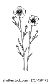 Hand drawn vector illustration of a flax isolated on white. Meadow plant drawing in a sketch style